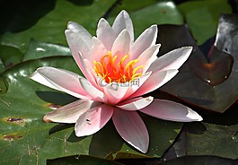 睡蓮,粉紅色,水生植物