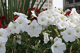 鮮花,夏天,光
