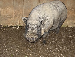 豬,動物,農(nóng)場