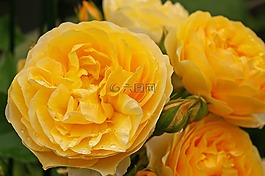 玫瑰,香的玫瑰,開(kāi)花