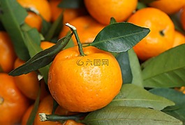 食品,水果,橘子
