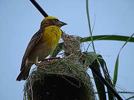鳥,自然,野生動物
