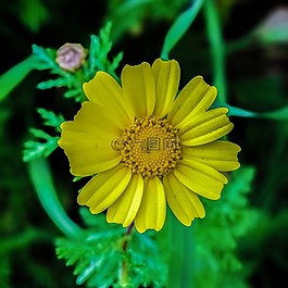 雛菊,花,自然
