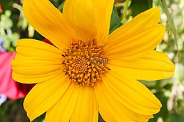 野生向日葵,向日葵,野生