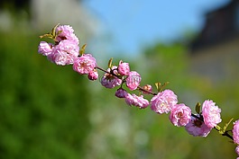 杏仁,開花,性質(zhì)