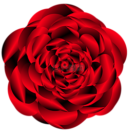 玫瑰,花,春