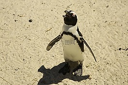 動物,企鵝,南極