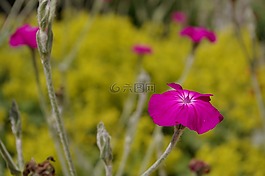 粉紅色,粉紅色的花,花園