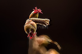 榛,榛花,女性