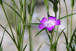 開花,紫,廠