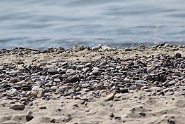 鵝卵石,石頭,海