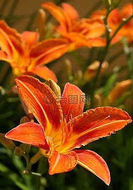 黃花菜,開花,花