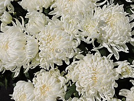 菊花,花,白