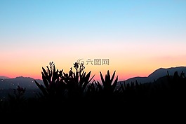 发光,格里菲斯天文台,鲜花