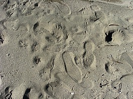 沙,腳印,跟蹤