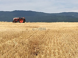 拖拉機,太陽,夏季