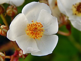 花,玫瑰,花卉