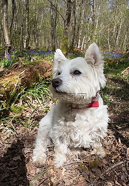 風(fēng)鈴,伍茲,英語(yǔ)