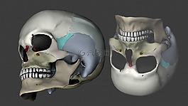 头骨,头,3d 模型