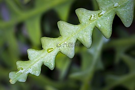 植物,科爾多瓦院子,仙人掌