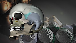 头骨,头,3d 模型