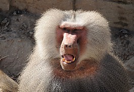 動物園,猿,狒狒
