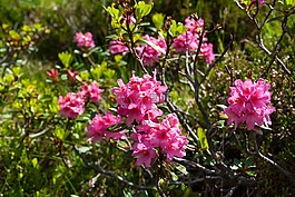 高山玫瑰,almrausch,花
