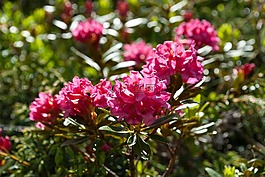 高山玫瑰,almrausch,花
