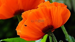 罌粟,花卉,紅色