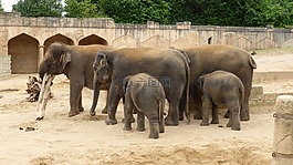 動物園漢諾威,大象,冒險動物園