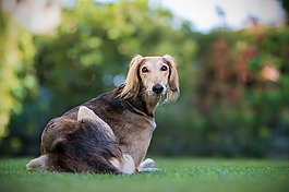狗,寵物,波斯獵犬