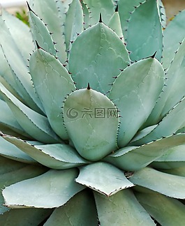 龍舌蘭parryi,多汁,厚葉植物