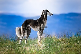 狗,寵物,波斯獵犬