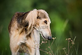 狗,寵物,波斯獵犬