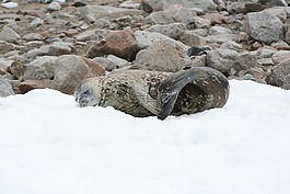 密封,雪,南極