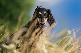 狗,寵物,波斯獵犬