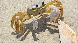 蓝蟹,外壳,沙