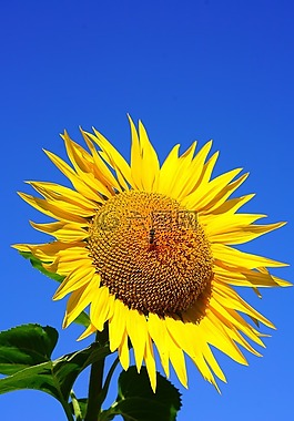 太陽花,開花,蜜蜂