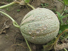 瓜,蔬菜,水果