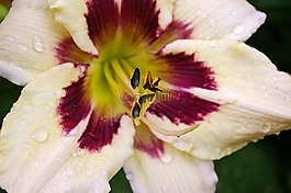 黄花菜,开花,花