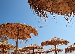 梧桐,希臘,克里特島