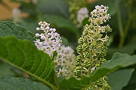 美洲商陸,漿果,花園
