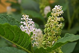 美洲商陸,漿果,花園