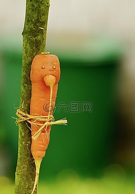 胡蘿卜,生物,biotonne