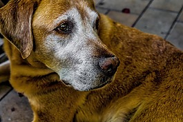 狗,關閉,動物肖像