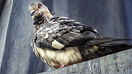 野生動物,鴿子,鳥