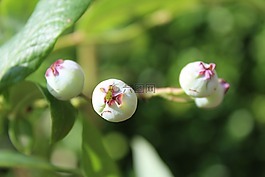 蓝莓,未成熟的,性质