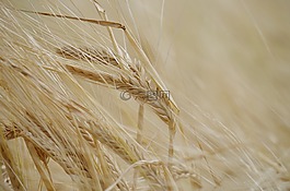 粮食,dozreté,场