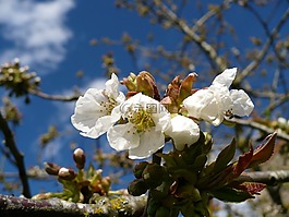 花的蘋果樹,春天,藍(lán)藍(lán)的天空