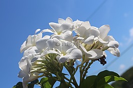 性質(zhì),美麗,景觀